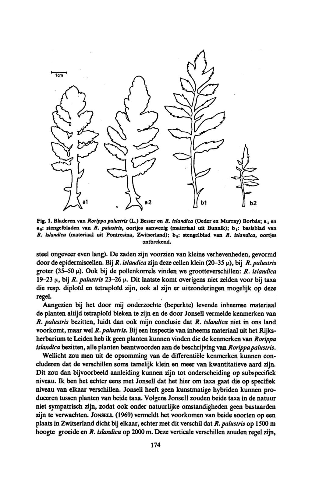 Fig. 1. Bladeren van Rorippapalustris (L.) Besser en R. islandica (Oeder ex Murray) Borbás; a 1 en a2: stengelbladen van R. palustris, oortjes aanwezig (materiaal uit Bunnik); b1: basisblad van R.