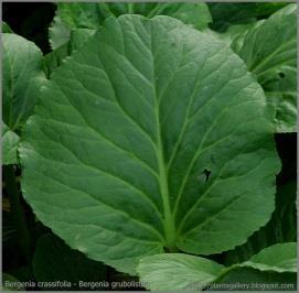 Ostara Geranium sp.