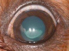 Dit kan een drukverhoging(glaucoom) veroorzaken en zo tot blindheid leiden Microphtalmie: