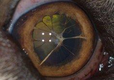 centraal op het hoornvlies Membrana pupillaris Persistens MMP: MPP is een vrij zelden