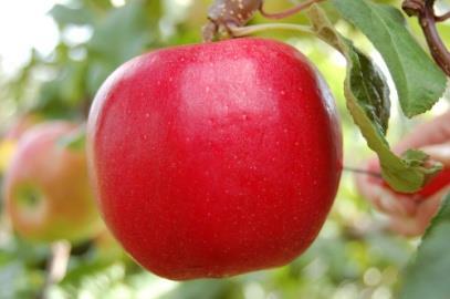 Deze appels met rode blos hebben een frisse smaak. Rond 20 augustus volgt ras 65 AR.09.16. Dit is een gele appel met een zeer goede houdbaarheid voor een zomerras.