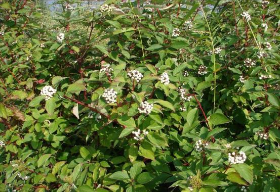 VII.2.6 Canadese kornoelje (Cornus sericea L.