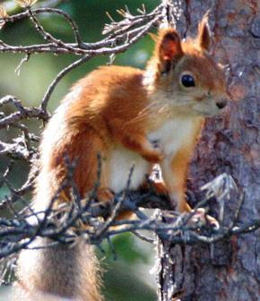 VII.4.4 Uitheemse eekhoorns (Sciuridae) In Nederland worden 38 uitheemse eekhoornsoorten gehouden en verhandeld, maar niet alle uitheemse eekhoorns vormen een risico voor de inheemse natuur.