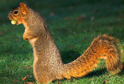 Grijze eekhoorn (Sciurus carolinensis) De grijze eekhoorn (Sciurus carolinensis)(figuur VII.4.5) wordt gemiddeld 26 cm en heeft een pluizige staart van gemiddeld 22 cm (Twisk et al., 2010).