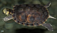 Geelwangschildpad De geelwangschildpad (figuur VII.7.2) wordt tot 20 cm groot, en lijkt betreft uiterlijke kenmerken veel op de roodwangschildpad.