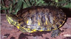Geelbuikschildpad De geelbuikschildpad (figuur VII.7.3) wordt maximaal 30 cm groot.