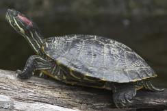 Het bovenste deel van het schild heeft een uniforme donkere kleur met gelige strepen. Het buikschild is in tegenstelling tot de andere schildpadden niet donker van kleur.