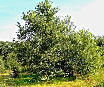 1 Ecologische impact van invasieve exoten op Natura 2000-gebied Leenderbos, Groote Heide en De Plateaux Invasieve terrestrische planten Amerikaanse vogelkers (Prunus serotina) Samenvatting