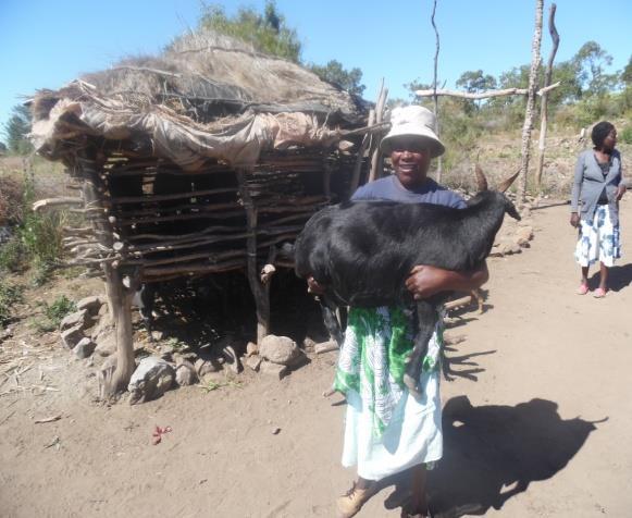 Uitdagingen In de vorige rapportage was het linken van de boeren aan grotere afnemers, zoals NASHGOAT, een grote uitdaging. Dit is nu opgelost door de nieuwe contacten met abattoirs in Masvingo stad.