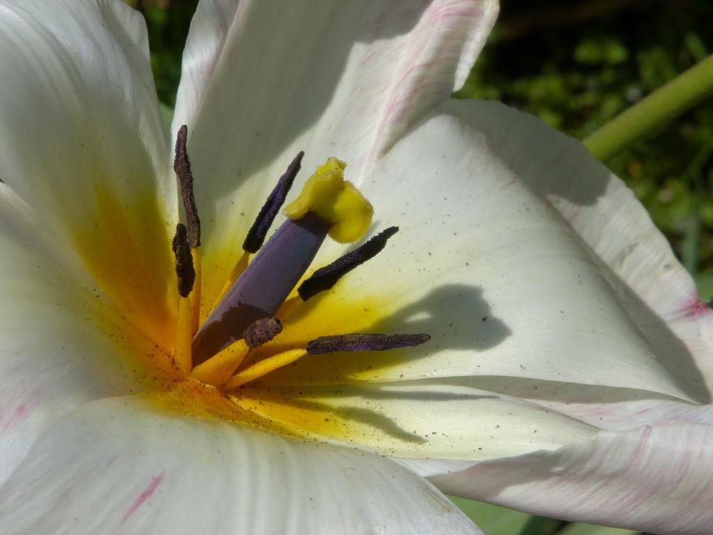 De verscheidenheid aan tulpen is groot, zowel in vorm als in kleur van de bloem. Die verscheidenheid zie je ook bij de stamper en meeldraden.