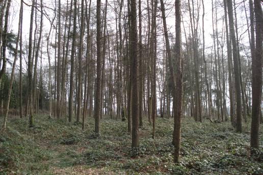 Bosbeheersplan Belsele - Puivelde Er is de voorbije 2 jaar (sedert de goedkeuring van de uitbreiding) niet veel verandering in het bosbeheerplan Puivelde geweest.