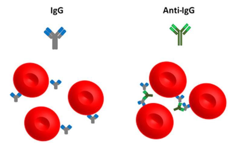 RBC-fenotypering Warme auto-antistoffen kunnen interfereren met RBC-fenotypering Meeste antisera = monoklonaal IgM: directe