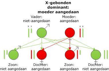 Figuur 13: Een X-gebonden dominante aandoening, moeder is aangedaan (bron: SlimStuderen.nl). Het Y-chromosoom bevat enkele tientallen Y-gebonden, of holandrische (holandric), genen.