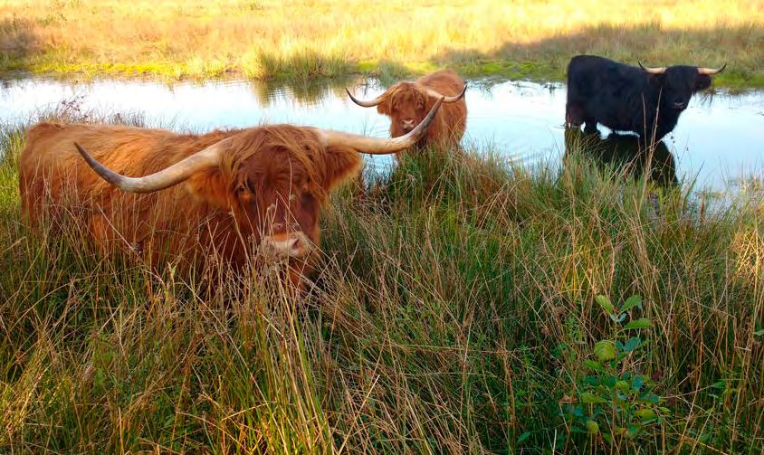 2 Op de dijk U steekt het halfverharde pad recht over en blijft de dijk volgen tot het volgende halfverharde pad (2 x klaphekje). Hier gaat u linksaf naar het bos.