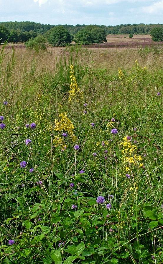 Natura 2000 H6230 Prioritair habitattype Leefmilieu waarvoor spoedmaatregelen gewenst zijn.