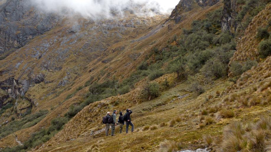 Peru 2012, op zoek naar de Royal Cinclodes op 4800m. Nog minder dan 200 ex over.