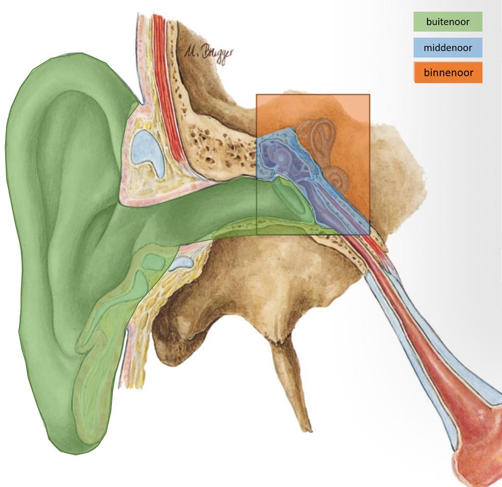 Het oor Op onderstaande tekening ziet u de anatomie van het oor. Het oor is opgebouwd uit het buitenoor met oorschelp en gehoorgang, het middenoor en het binnenoor.