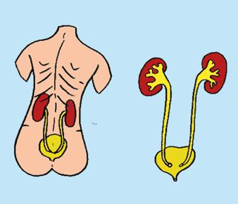 De nieren Ligging Vrijwel iedereen heeft twee nieren. Deze liggen aan de rugzijde en worden grotendeels beschermd door de onderste ribben. Op het plaatje ziet u dat de vorm van een nier boonvormig is.