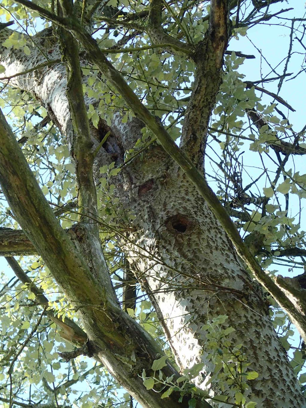 In de bomen is tevens gezocht naar nesten van vogels die jaarrond beschermd zijn, zoals bijvoorbeeld nesten van havik of buizerd. Tenslotte is gezocht naar nesten of sporen van eekhoorn en boommarter.