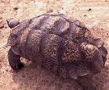 babcocki, ook wel Oostelijke of Gewone Luipaardschildpad genoemd, wordt bij lange na niet zo groot; de grootste exemplaren bereiken ongeveer een lengte van 30cm, de helft van pardalis pardalis.