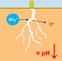 Fysiologisch effect: De wortel neemt NH4 op en wordt positief, het streven is echter om neutraal te blijven. Vandaar dat er een H wordt afgescheiden en de ph gaat omlaag.