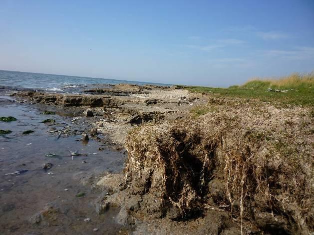 Kwelder achter dam voor de Grië De Grië betreft een natuurlijke oude zandige kwelder die buitendijks ligt.