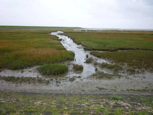 Rimkeskooi - tot het Natura 2000 Vogel en Habitatrichtlijngebied Waddenzee. Langs de Waddendijk kunnen de habitattypen slik en zandplaten en zilte pioniersbegroeiing' voorkomen.