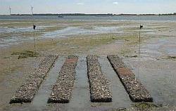 Oeververdediging door suppletie met sediment, zoals baggerslib of zand In het verleden zijn bij de Schorren op Texel, langs het Balgzand en indirect op Griend, via het storten van sediment kunstmatig