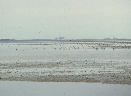 onbewoond. Het bestaat uit strand, zandplaten, duinen en kwelders.