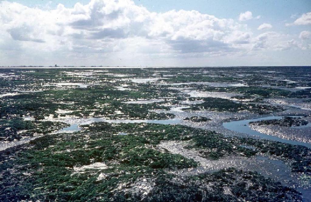 Het wad in 1972 op het wantij onder De Hon en