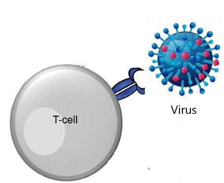 SCID-screening - TREC T-cell receptor excision circle