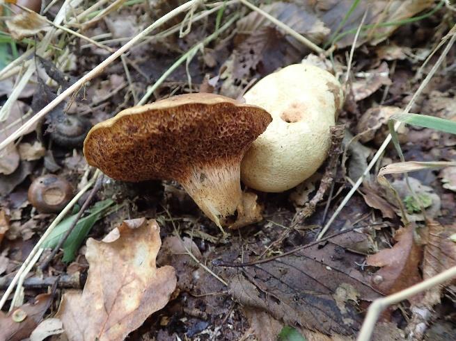 Daarnaast komt ook de indeling van het paddenstoelenrijk aan de orde met uitleg over het verschil tussen Ascomyceten en Basidiomyceten met daarbij vele voorbeelden.