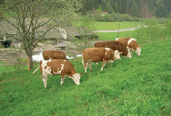 Naast het jongvee en de melkkoeien die in de praktijk aan het werk te zien waren hadden we ook 15 koeien op een stand gezet.