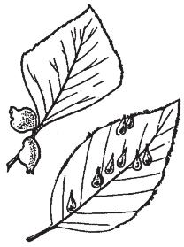 De berkenboleet en de vliegenzwam werken samen met de berk. pruimers: De meeste soorten schimmels verteren dode resten van planten en dieren.