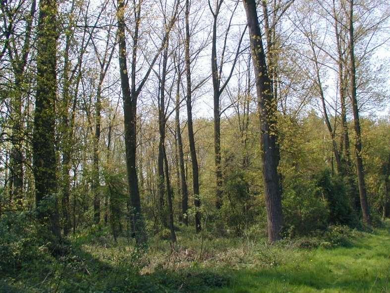 Babbelkroonbos NIET vrij toegankelijk Veiligheidsredenen hoogspanning vallend hout