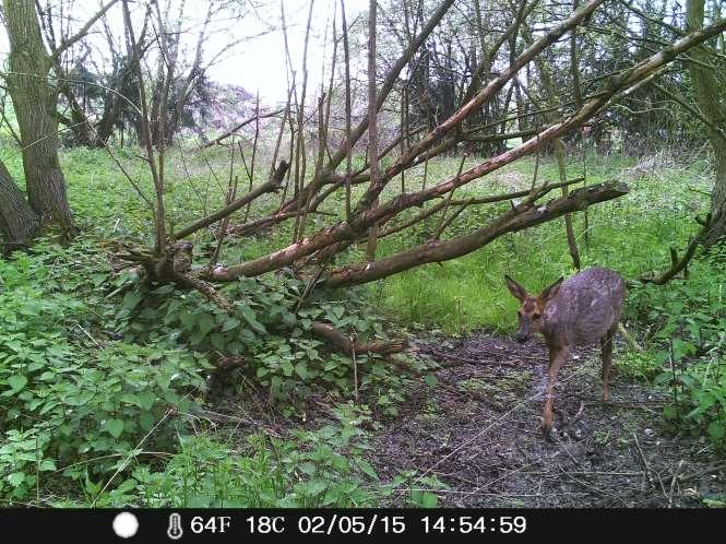 Beekhoek Reeds tal van interessante diersoorten aanwezig ree