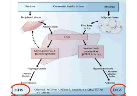 Diabetische keto-acidose Vooral type 1 diabetes, maar kan ook bij type 2 Metabole acidose, high anion gap Glycemie meestal 350-500 mg/dl (< 800 mg/dl).