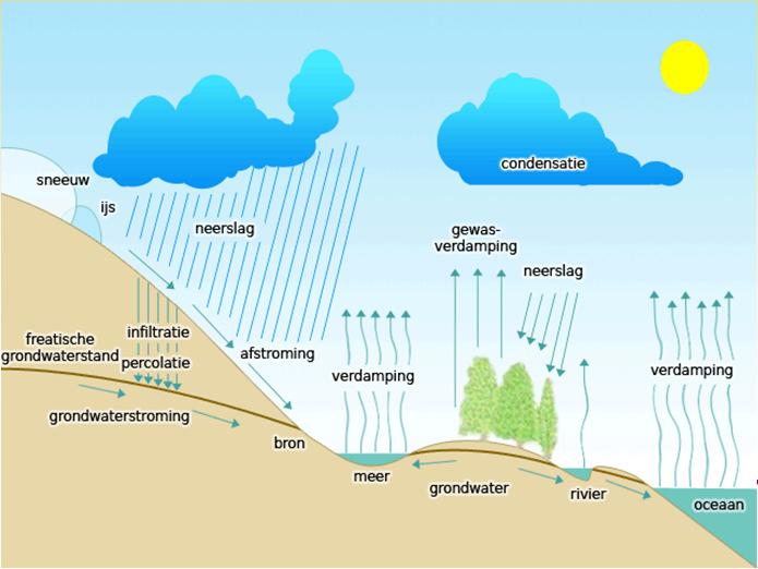 4. Bodemwater Vegetatie heeft een grote invloed op de waterstromen in de watercyclus 4.