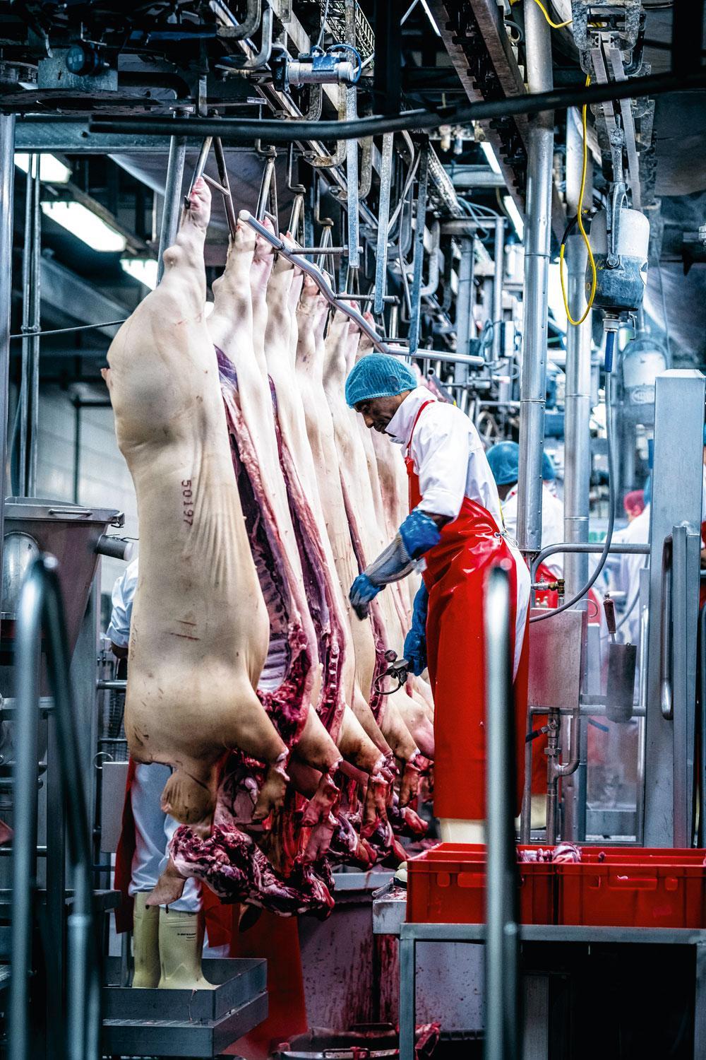 6. Platform van slachters - Snijders trimmen de karkassen. Het ruggenmerg wordt onder meer verwijderd en het buikvet afgeschaafd. Daarna worden de kop en de voorpoten afgesneden.