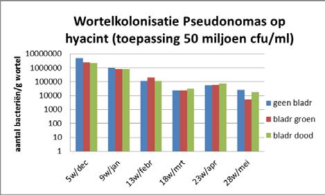 1 Pseudomonastoepassing op bladrammenas en hyacint op grond vrij van Pythium In 2007 is een kleinschalige veldproef ingezet waarin onderzocht wordt hoe bladrammenas, Pseudomonas SS101 bacteriën en