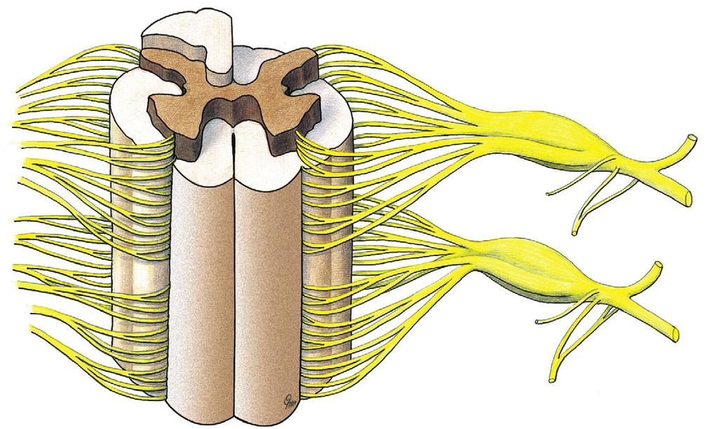 Ruggenmerg en spinale zenuwen 1 4.78 Ruggenmerg en bouw van de spinale zenuwen.