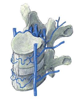 intercostales es Processus spinosus vertebrae thoracicae I V. azygos V. hemiazygos V.
