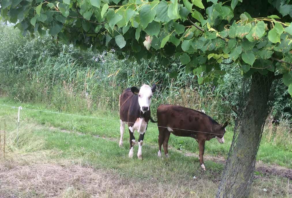 9 NATUUR OP G38 INDIENER Familie Barkema Projectbeschrijving Het project is geheel gehonoreerd.