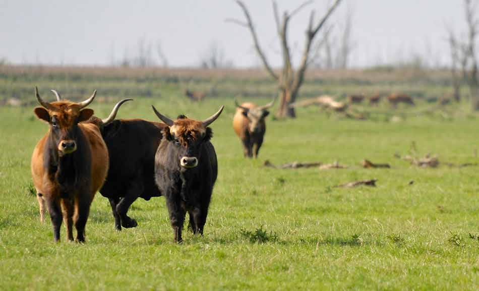 12 OOSTVAARDERSPLASSEN INDIENER Staatsbosbeheer Projectbeschrijving Het project is grotendeels gehonoreerd.