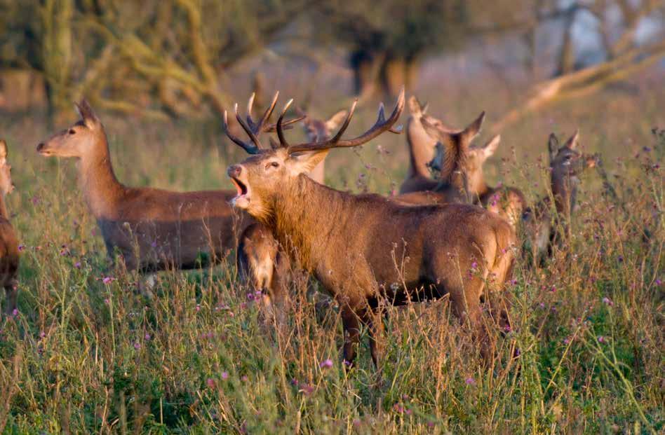 1 INLEIDING Voor u ligt de tussenbalans van het programma Nieuwe Natuur met een actualisatie van de voortgang tot medio oktober 2017.