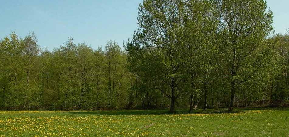 22 GOUDEN RANDEN LANGS PAMPUSHOUT INDIENER Stichting Flevo-landschap Projectbeschrijving Kern van het project is het ontwikkelen van een natte verbinding tussen de Lepelaarsplassen en het