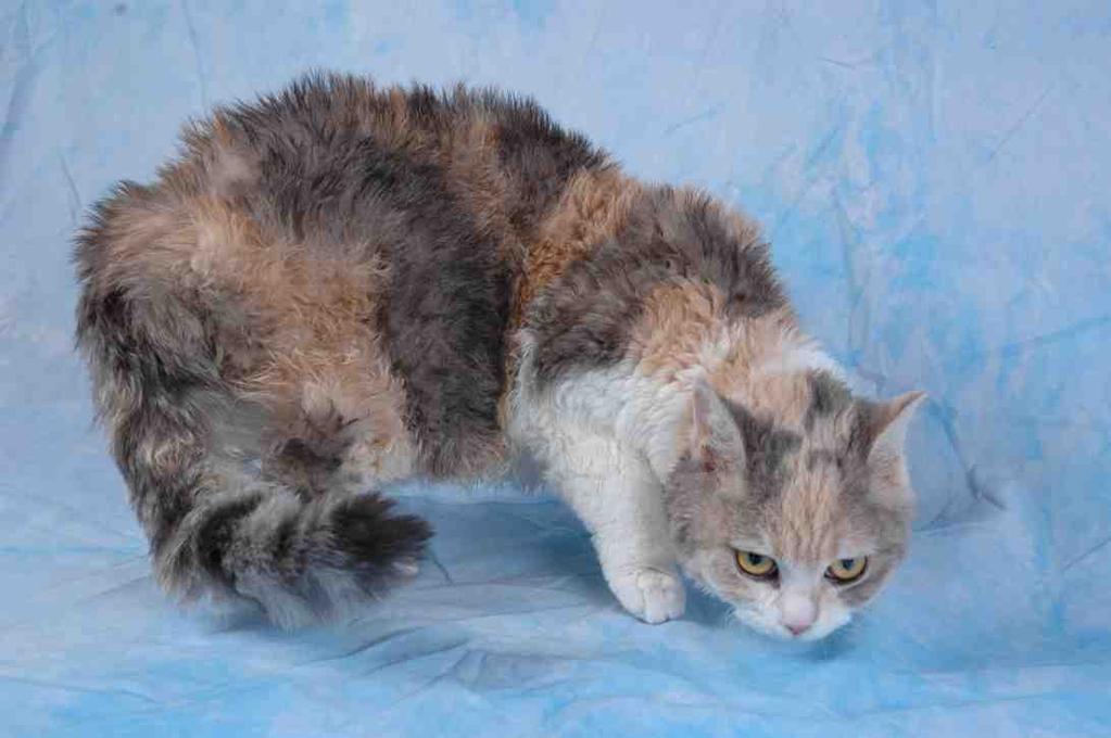 Het bleek te gaan om een blue tortie /white kortharige kat van ongeveer 7 maanden oud, met dik gekruld haar in de nek, op de poten, buik, en staart, en recht haar op haar rug.