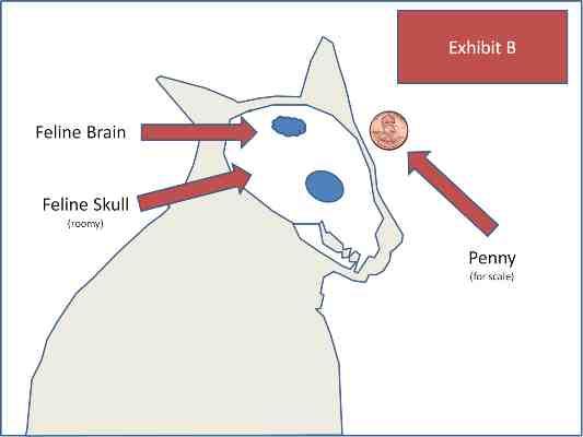 Epilepsie bij katten Epilepsie een aandoening van de hersenen Hersenen zijn een belangrijk onderdeel van het lichaam van de kat. Ze sturen het hele lichaam aan, met al zijn functies.