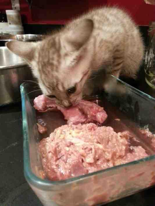 TIP - Vers vlees voeren door Marjolein Kaanders Een aantal jaren geleden heb ik een kat geïmporteerd die nogal gevoelig op haar darmen bleek te zijn.