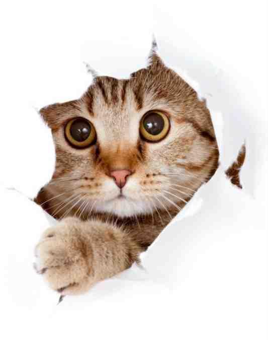 Hatsjoe!!! over niesziekte bij de kat (deel 2) belangrijk om vaccinaties te herhalen om het geheugen op pijl te houden.